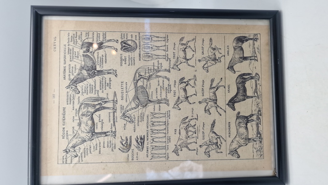 Dyrlæge planche Fransk