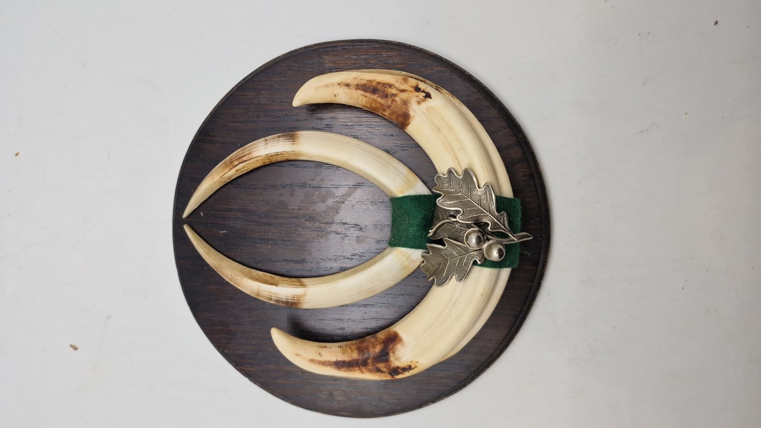 Jagt opsats fra nedlagt vildsvin