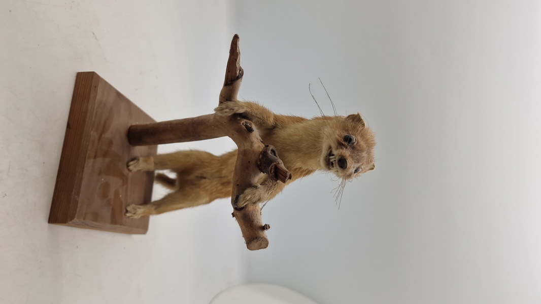 Udstoppet mink SKAL HENTES I VORDINGBOR