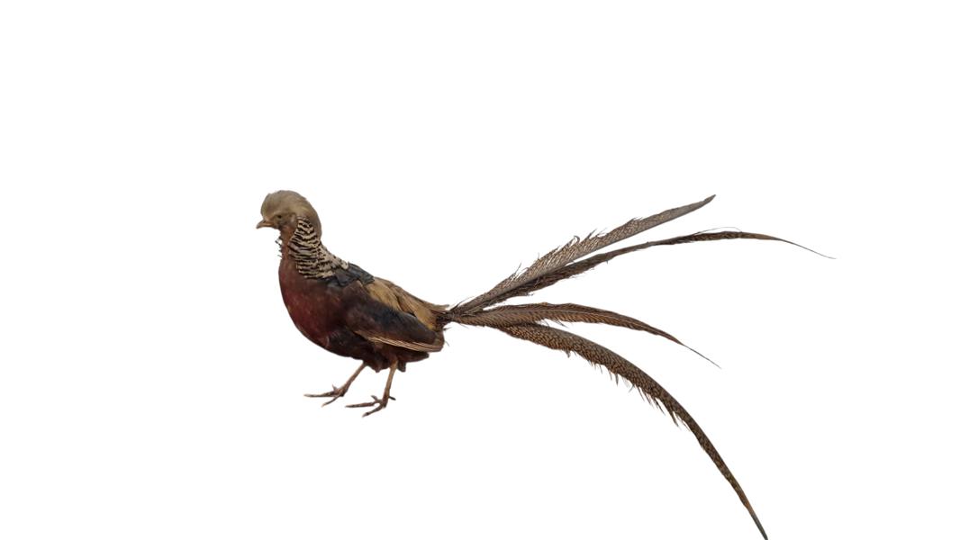 Udstoppet guldfasan SKAL HENTES I VORDINGBOR