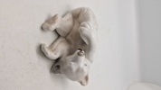 legende isbjørneunge, Royal Copenhagen figur nr. 729, designet af Knud Kyhn