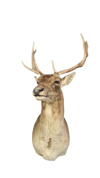 Stort jagttrofæ. Skal afhentes i Vordingborg 