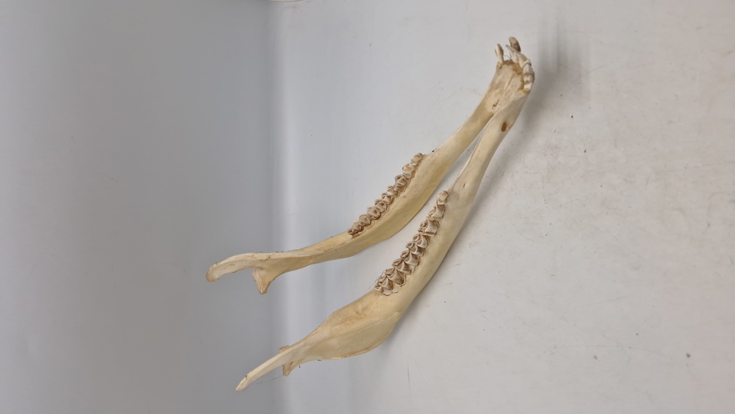 kæbeben fra en hvidhalet hjort (whitetail deer)