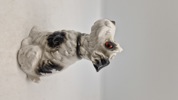 Porcelæns hund (Ozon lampe) 