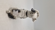 Porcelæns hund (Ozon lampe) 