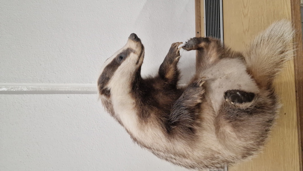 Udstoppet grævling SKAL HENTES I VORDINGBOR