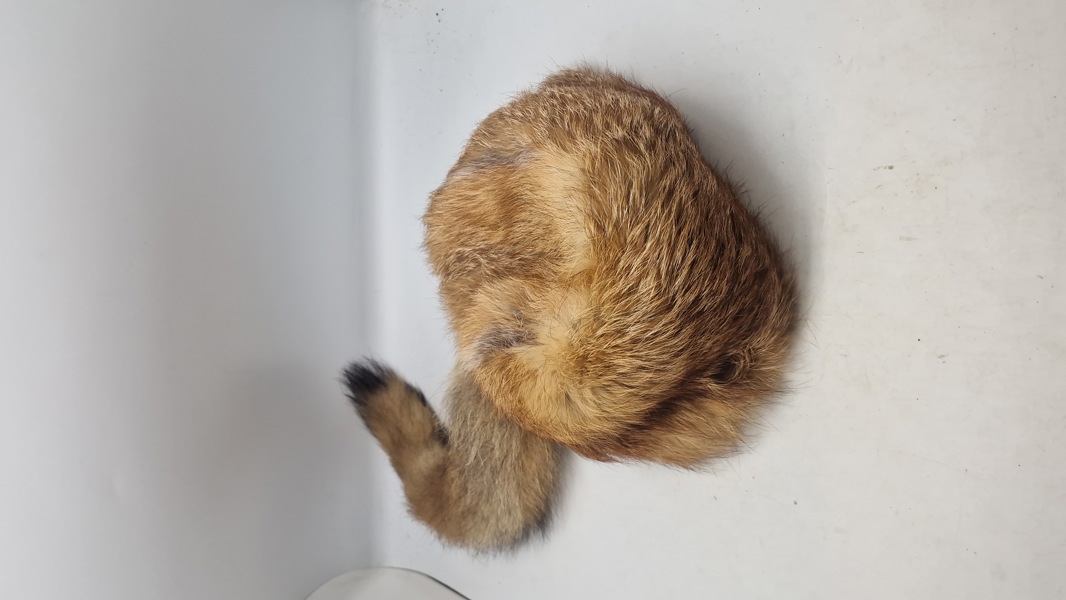 “David Chrockett” pelshue