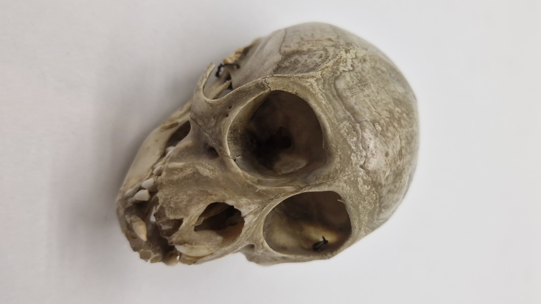 Abekranie. Originalt 