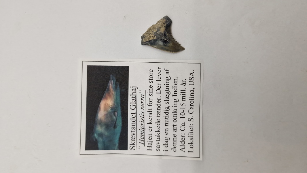 Hajtand med beskrivelse