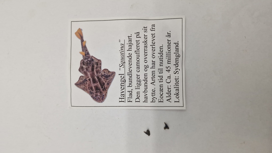 Havengel tænder med beskrivelse