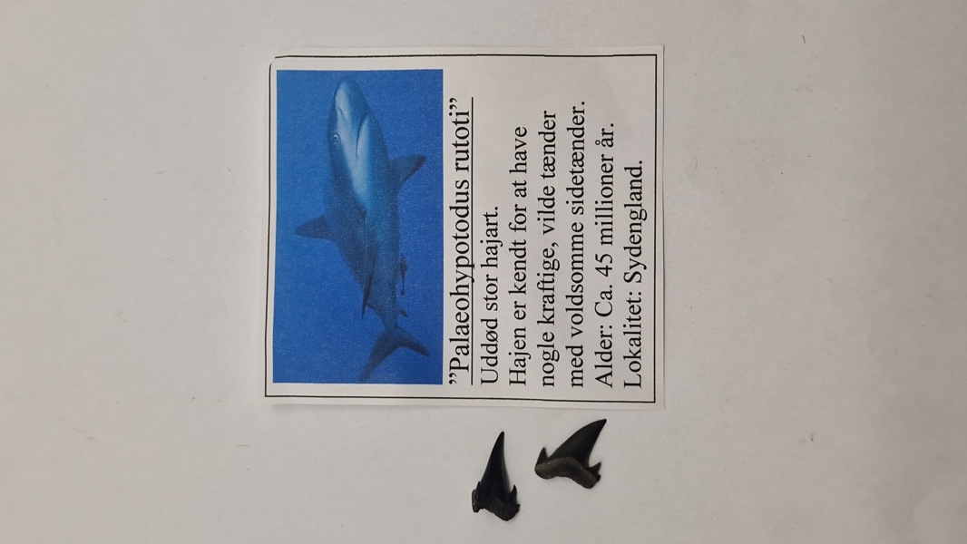 Hajtænder med beskrivelse