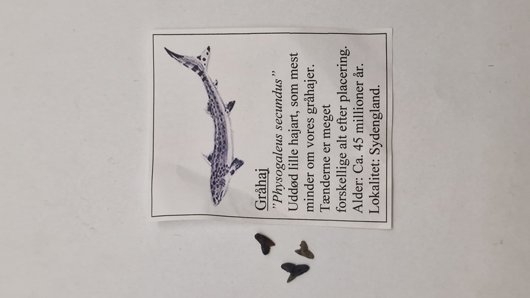 Hajtænder med beskrivelse