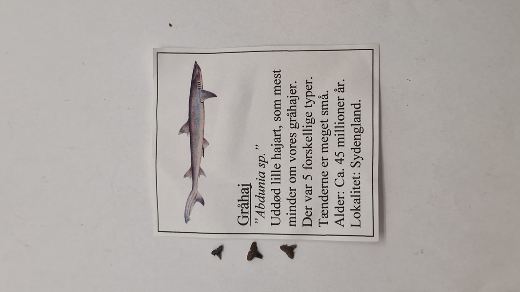 Hajtænder med beskrivelse