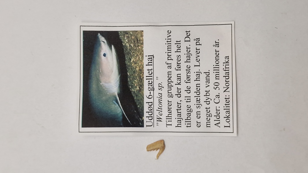 Hajtand med beskrivelse