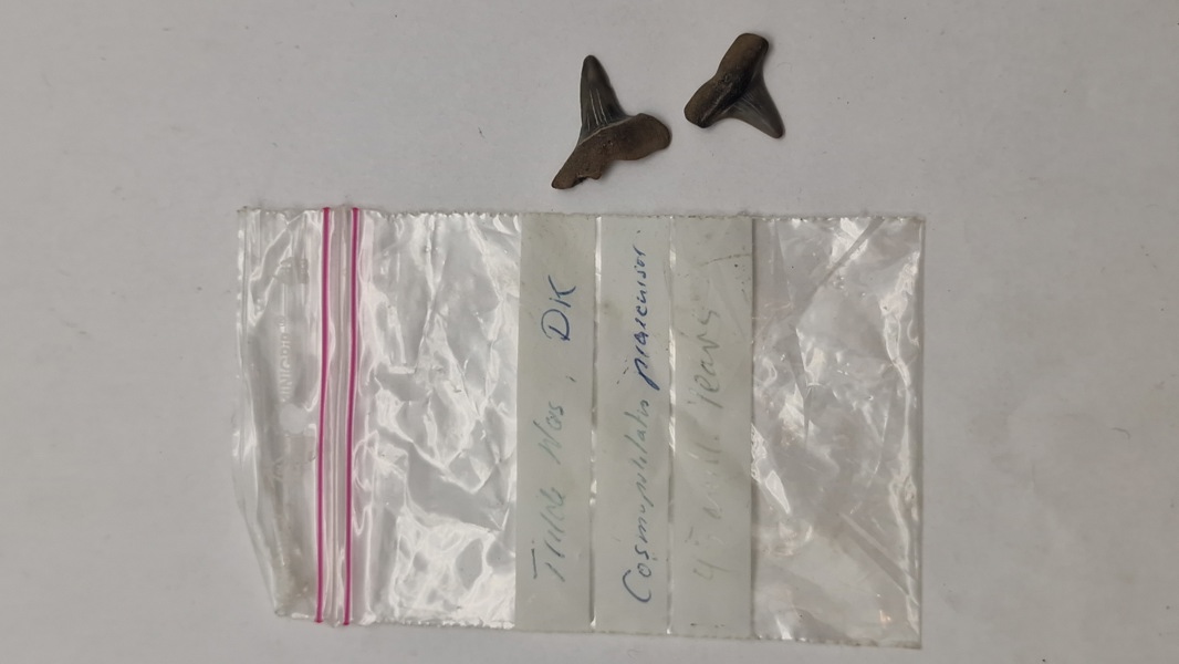 Hajtænder med beskrivelse