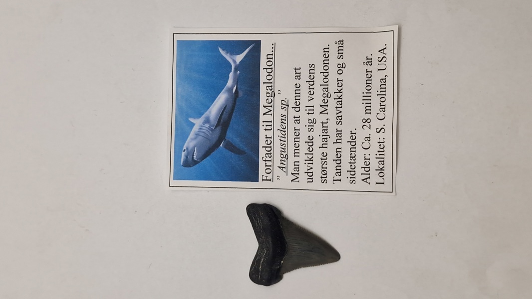 Hajtand med beskrivelse