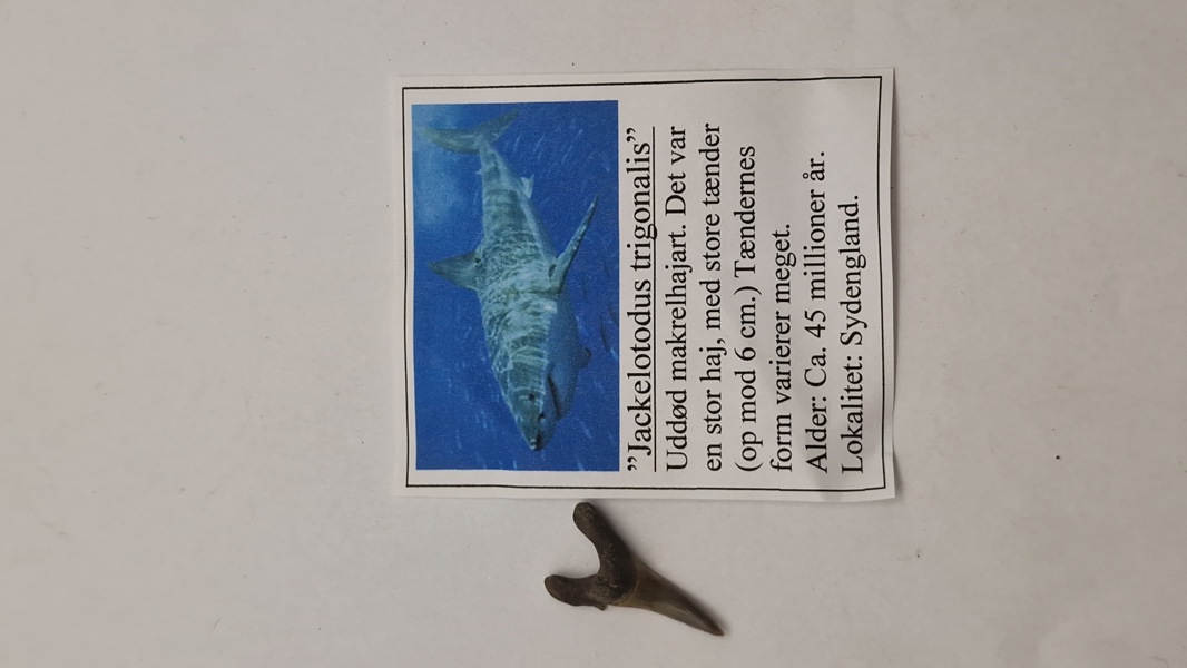 Hajtand med beskrivelse