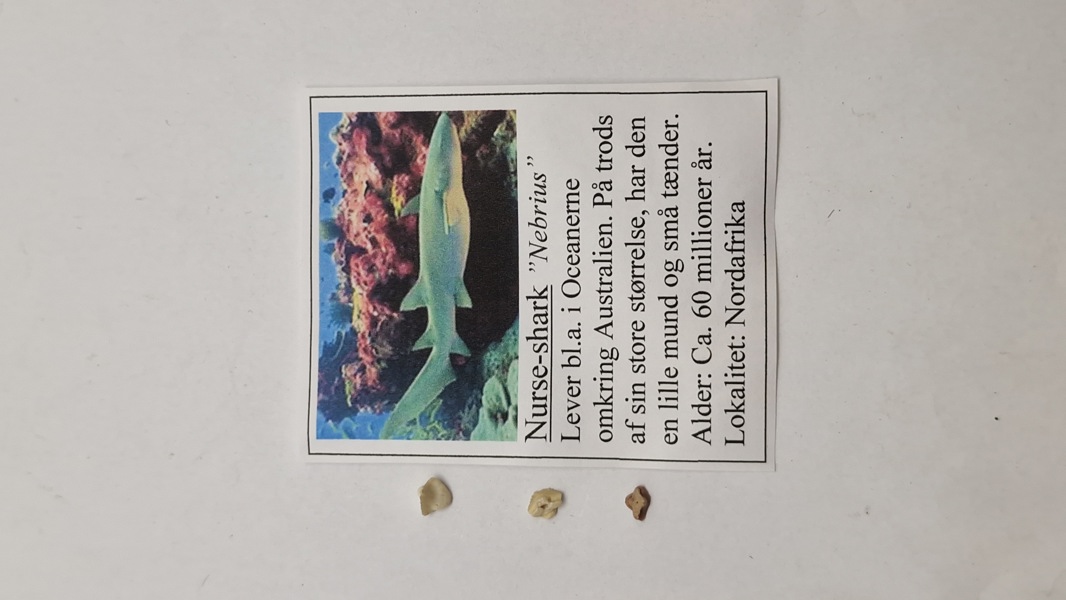 Hajtænder med beskrivelse 