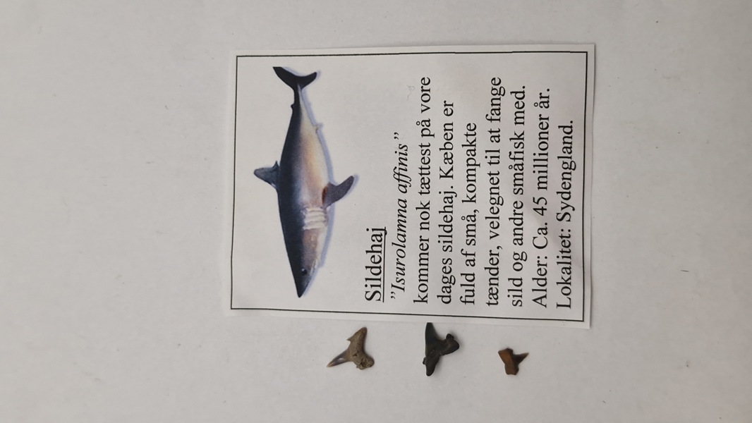 Hajtænder med beskrivelse 