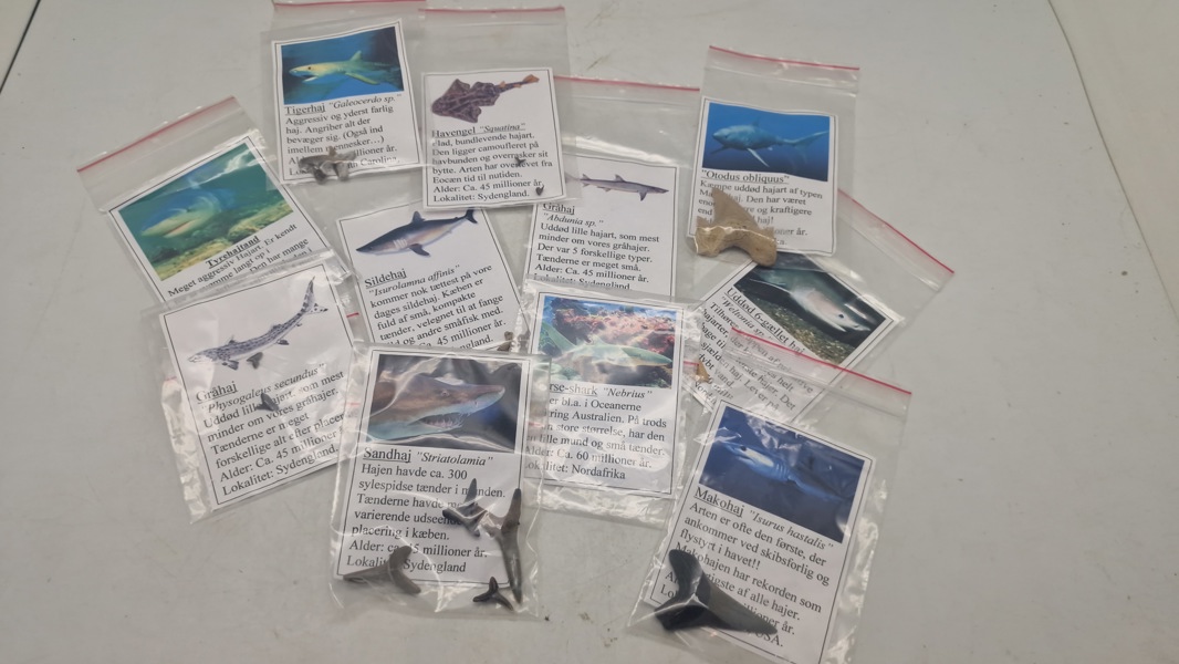 Samling haj tænder med beskrivelser