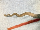 Indo Persian Zulfiqar Tegha sword, Originalt 