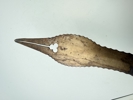 Indo Persian Zulfiqar Tegha sword, Originalt 