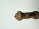 Afrikansk blankvåben med reptilskind 