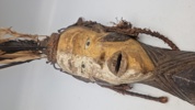 afrikansk maske, specifikt en Mbangu-maske fra Pende-folket i Demokratiske Republik Congo 