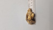 Antik JAPANESE HAND CARVED EROTIC NETSUKE FIGURES EDO / MEIJI PERIODE 