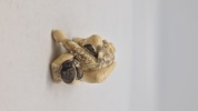 Antik JAPANESE HAND CARVED EROTIC NETSUKE FIGURES EDO / MEIJI PERIODE 