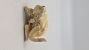 Antik JAPANESE HAND CARVED EROTIC NETSUKE FIGURES EDO / MEIJI PERIODE 