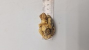 Antik JAPANESE HAND CARVED EROTIC NETSUKE FIGURES EDO / MEIJI PERIODE 