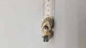 Antik JAPANESE HAND CARVED EROTIC NETSUKE FIGURES EDO / MEIJI PERIODE 
