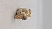 Antik JAPANESE HAND CARVED EROTIC NETSUKE FIGURES EDO / MEIJI PERIODE 