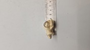 Antik JAPANESE HAND CARVED EROTIC NETSUKE FIGURES EDO / MEIJI PERIODE 