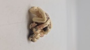 Antik JAPANESE HAND CARVED EROTIC NETSUKE FIGURES EDO / MEIJI PERIODE 