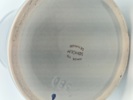8973e_8dcbade0093a982_sm.jpeg